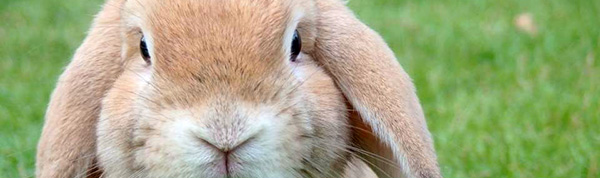 cosmetica_no_testada_animales.jpg