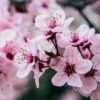 EQUIVALENCIA PX366. PERFUME NICHO SAKURA